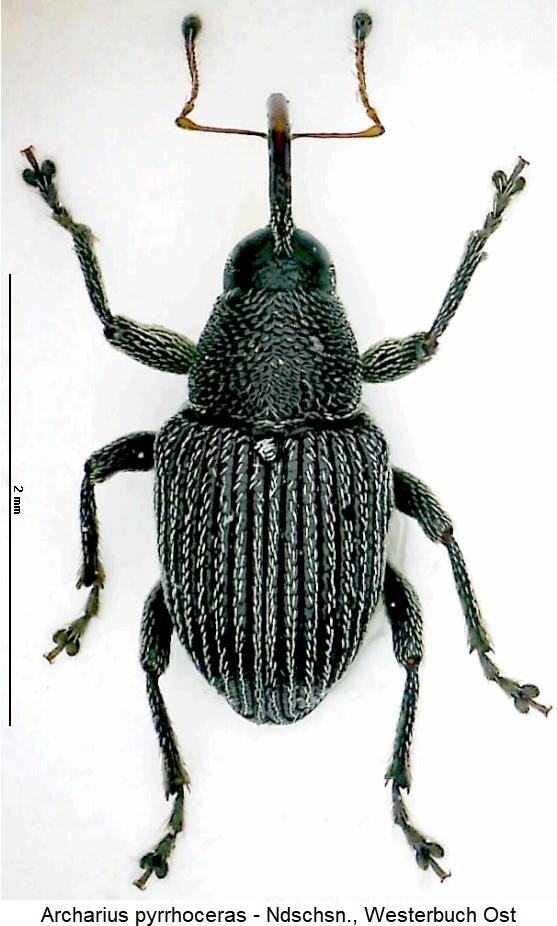 archarius_pyrrhoceras_hab.jpg