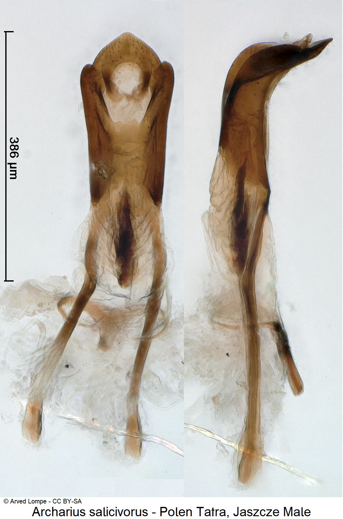 archarius_salicivorus_ck33265401.jpg
