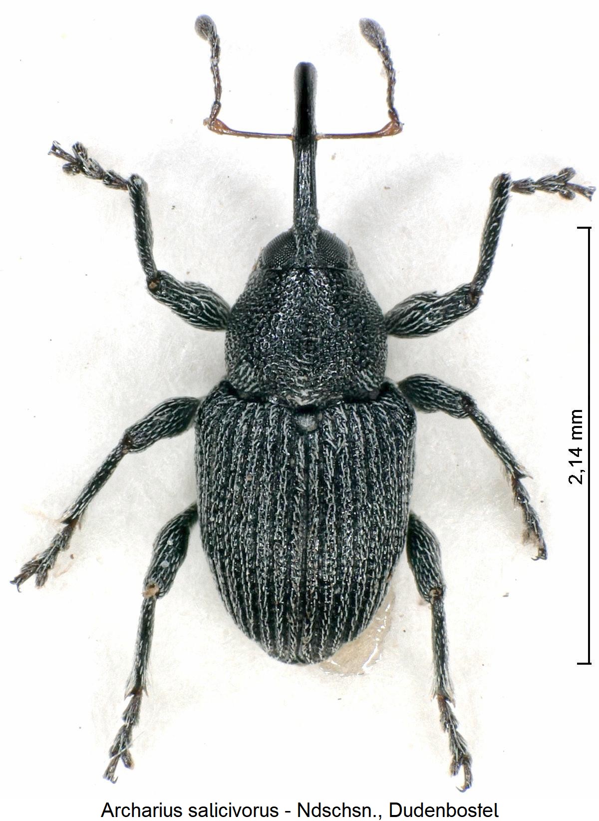archarius_salicivorus_hab.jpg