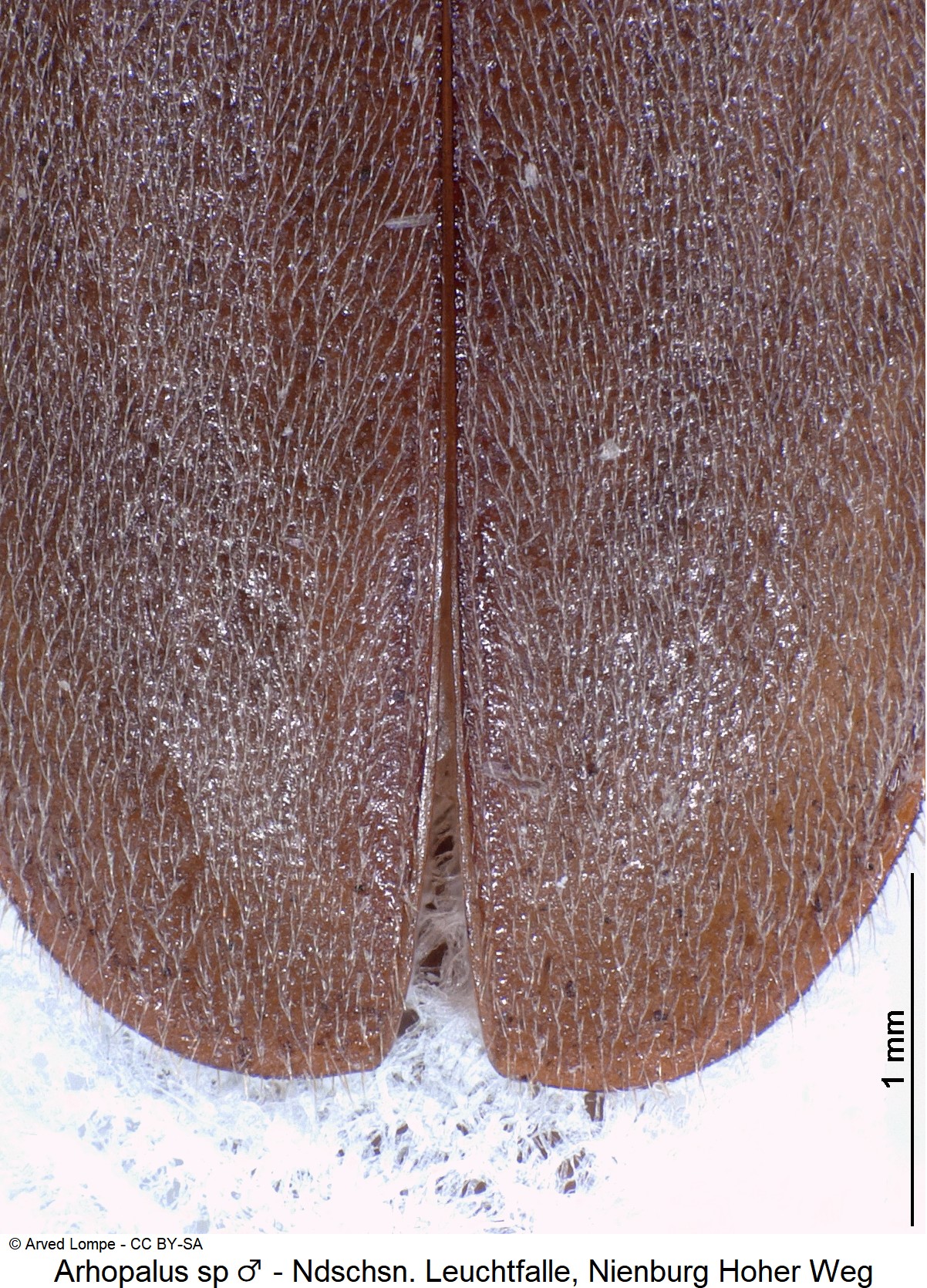 arhopalus_sp_m_ck36667409_fld.jpg