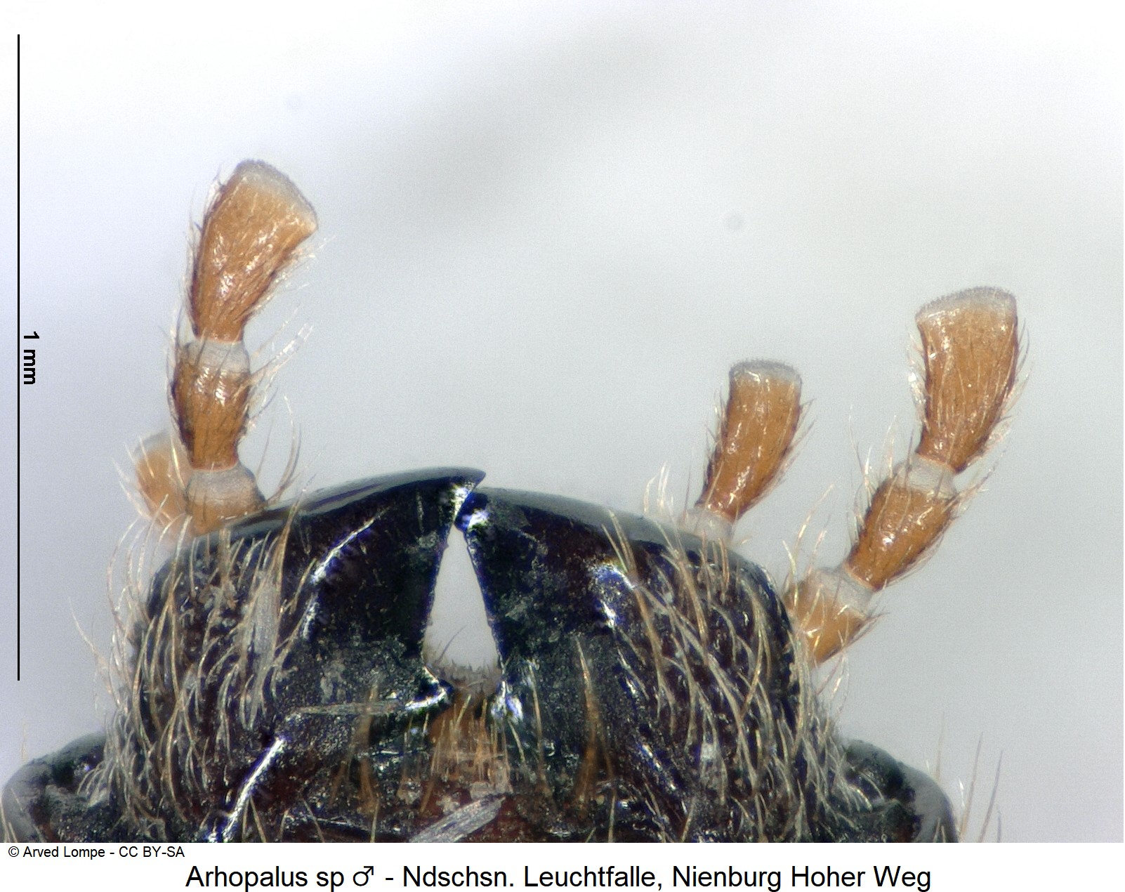 arhopalus_sp_m_ck36667409_ts.jpg