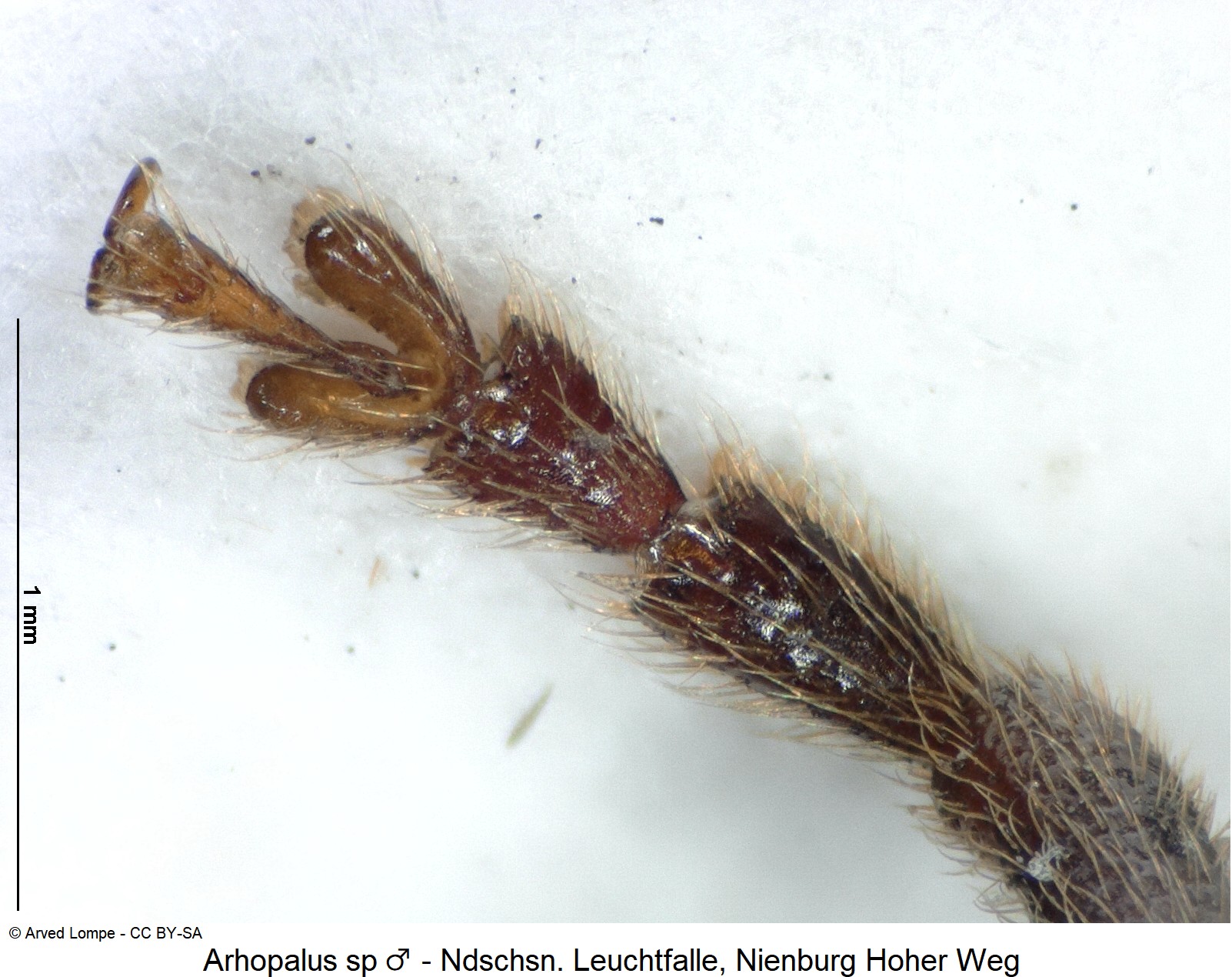 arhopalus_sp_m_ck36667409_vtr.jpg