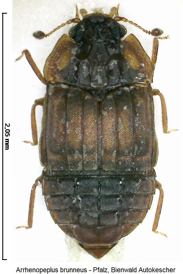 arrhenopeplus_brunneus_hab2.jpg