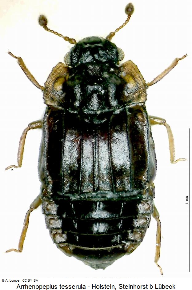 arrhenopeplus_tesserula_hab.jpg