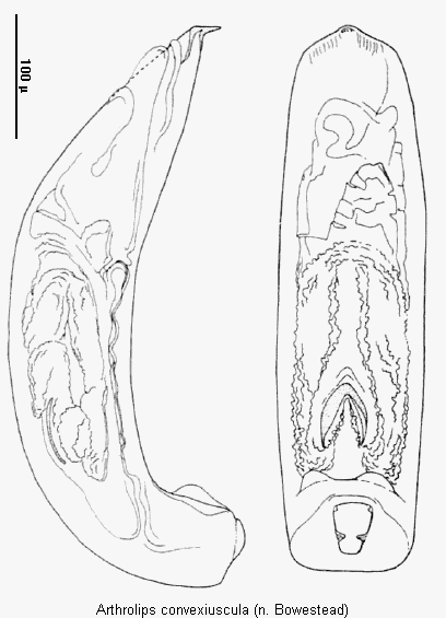 arthrolips_convexiuscula.gif