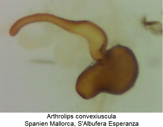 arthrolips_convexiuscula_sperm.jpg