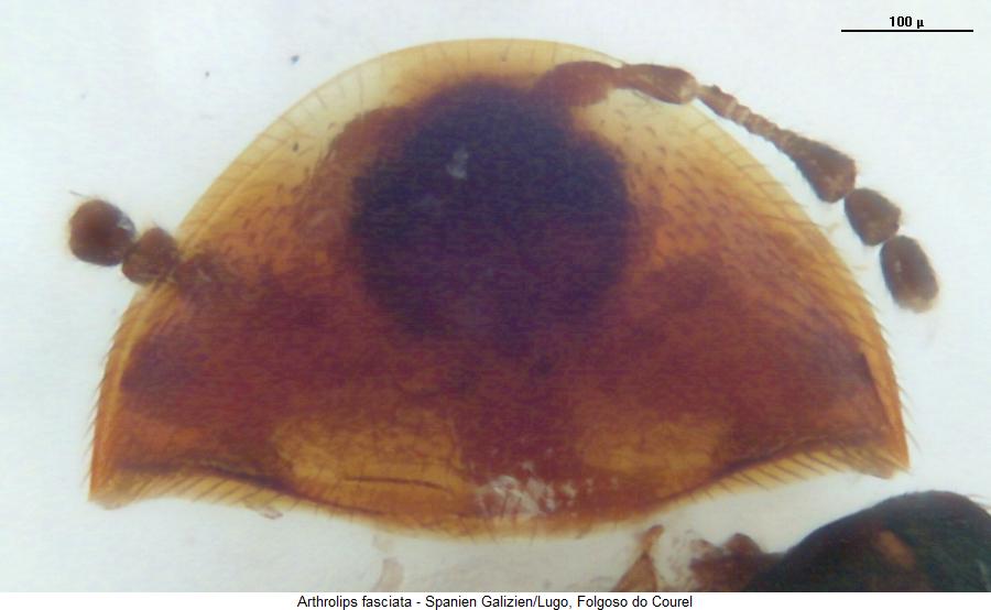 arthrolips_fasciata_hsch.jpg