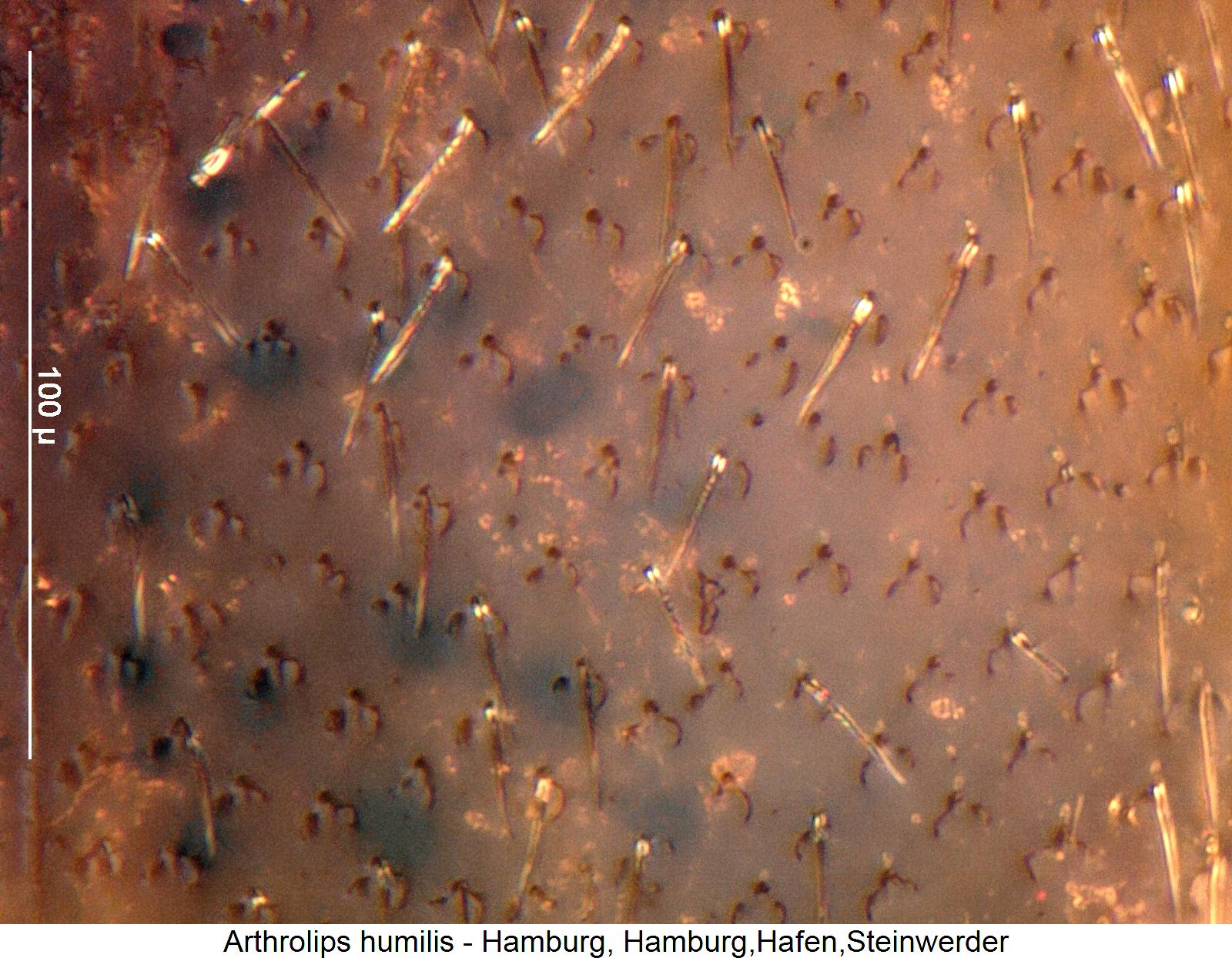 arthrolips_humilis_ms.jpg
