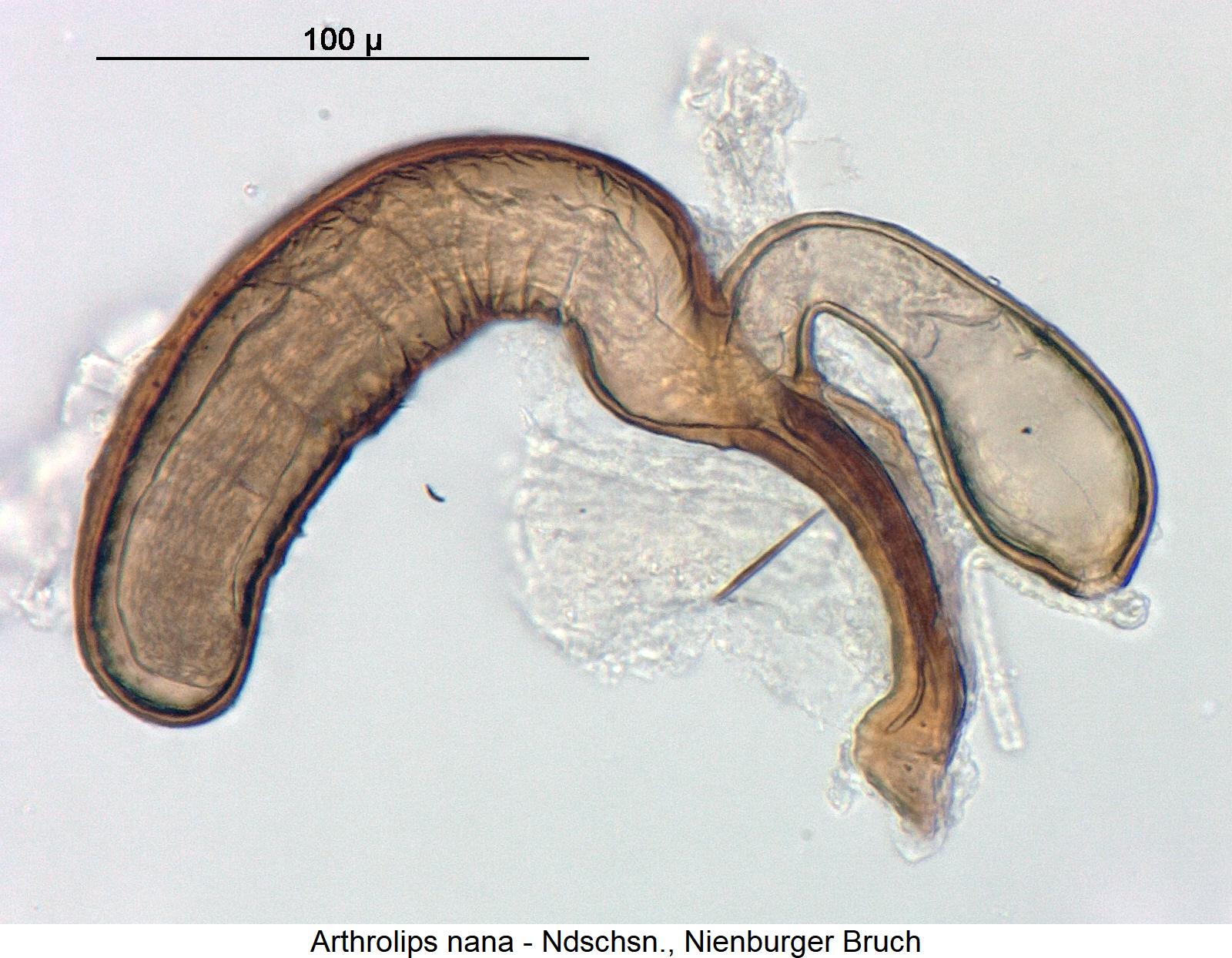 arthrolips_nana_sperm.jpg