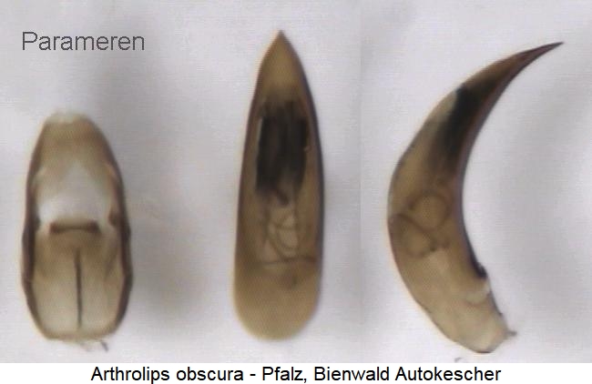 arthrolips_obscura.jpg