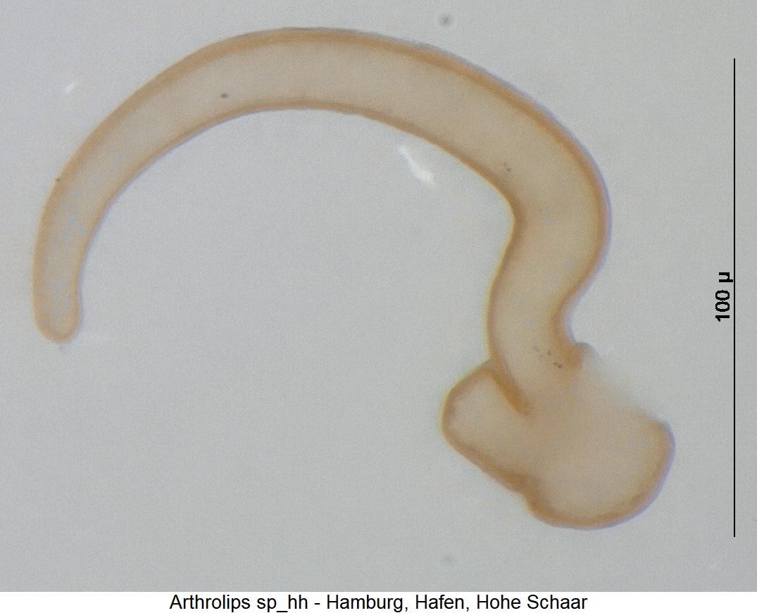 arthrolips_sp1_hh_sperm.jpg