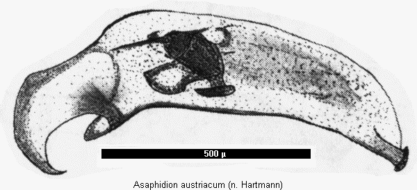 asaphidion_austriacum2.gif