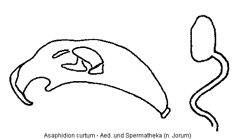 asaphidion_curtum.gif