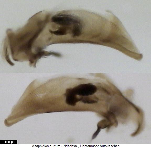 asaphidion_curtum2.jpg
