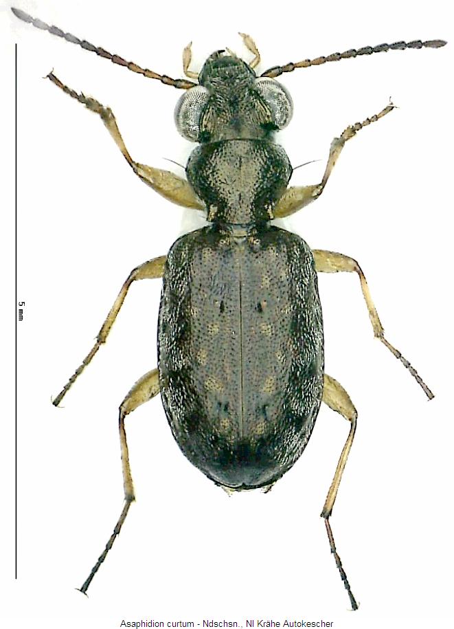 asaphidion_curtum_hab.jpg