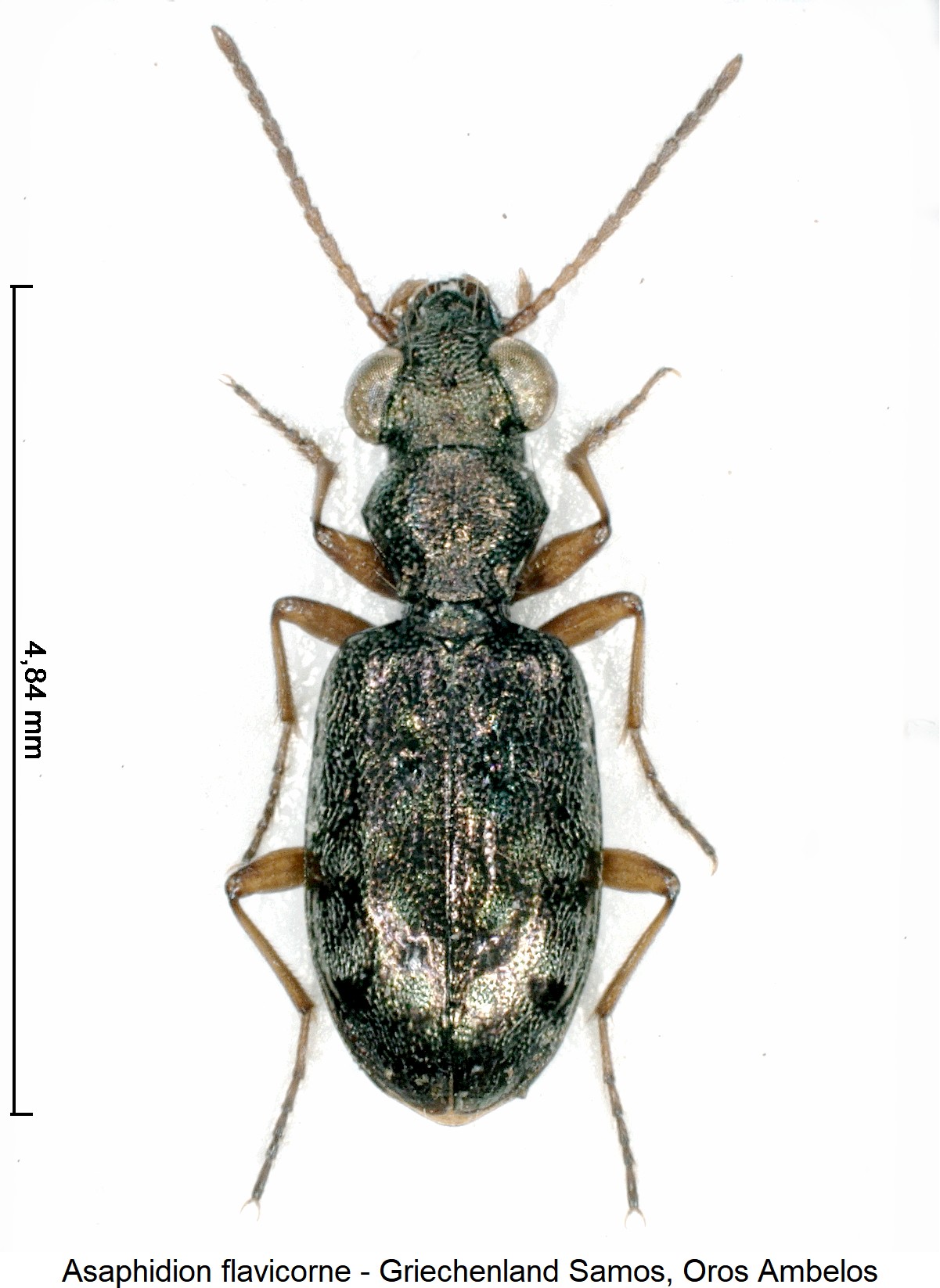 asaphidion_flavicorne_ck30811838_hab.jpg