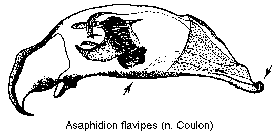 asaphidion_flavipes3.gif