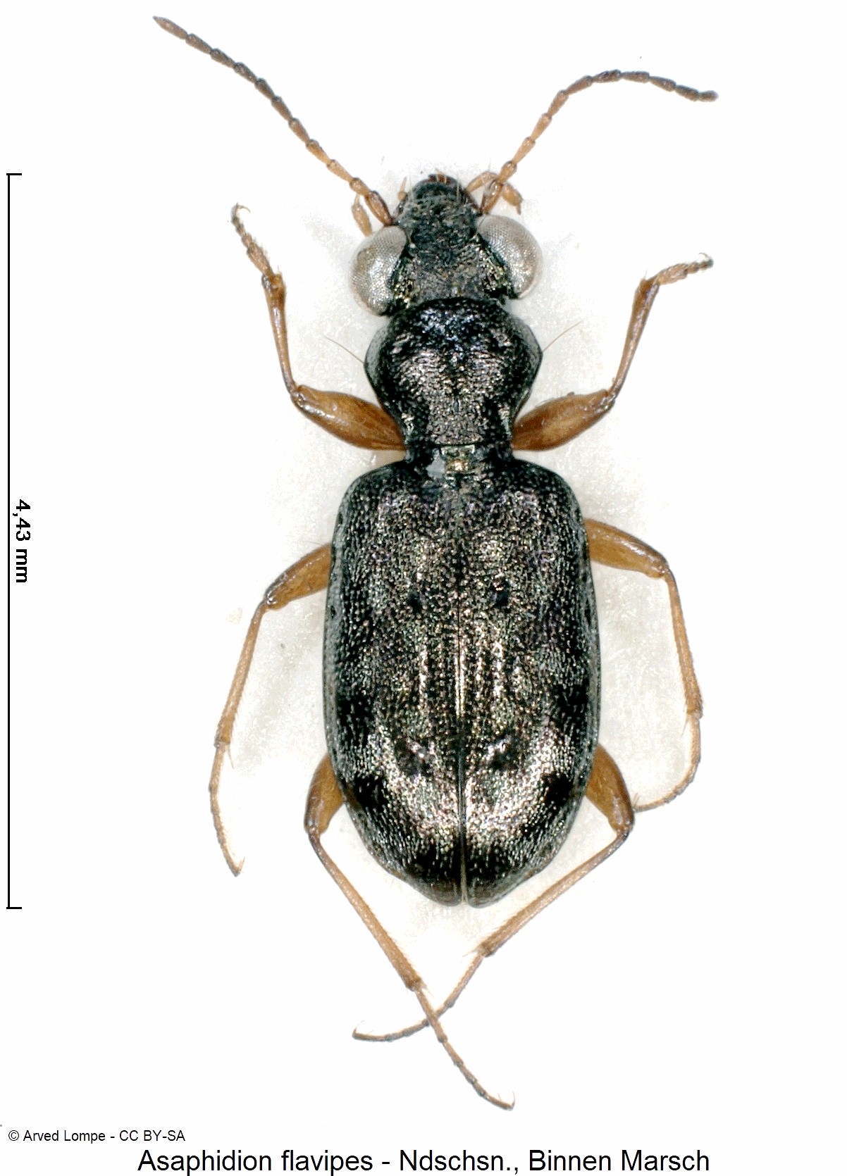asaphidion_flavipes_ck1042_hab.jpg