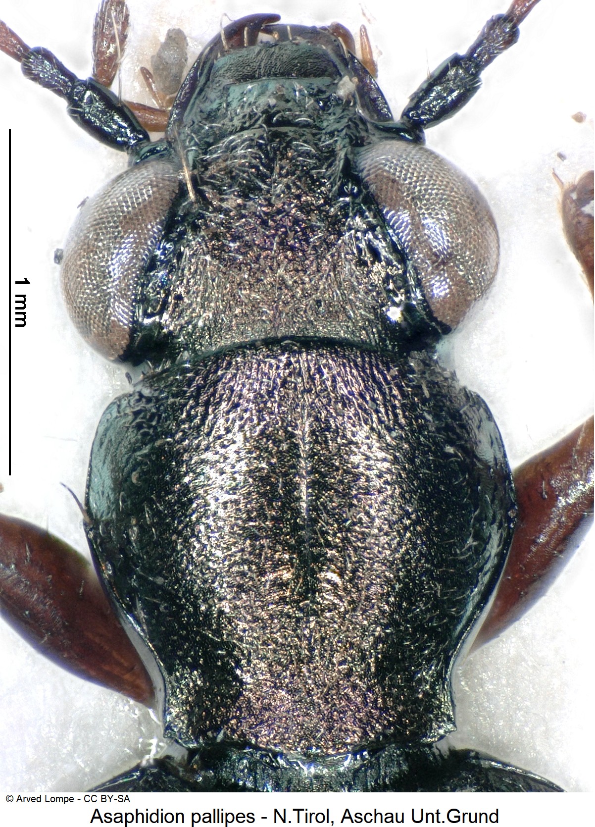 asaphidion_pallipes_ck1037_vk.jpg