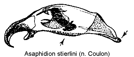 asaphidion_stierlini3.gif