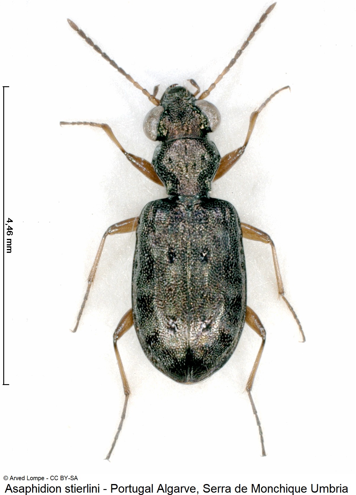 asaphidion_stierlini_ck18611_hab.jpg