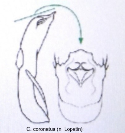 asionus_coronatus_aed.jpg