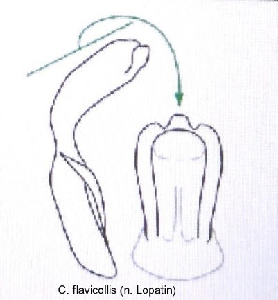 asionus_flavicollis_aed.jpg