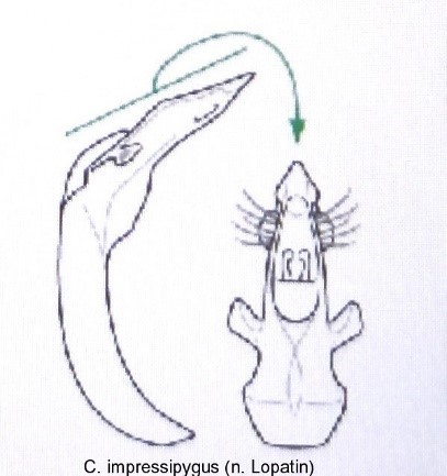 asionus_impressipygus_aed.jpg