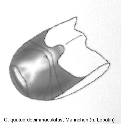 asionus_quatuordecimmaculatus_abd.jpg