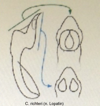 asionus_richteri_aed.jpg