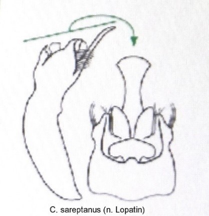 asionus_seraptanus_aed.jpg