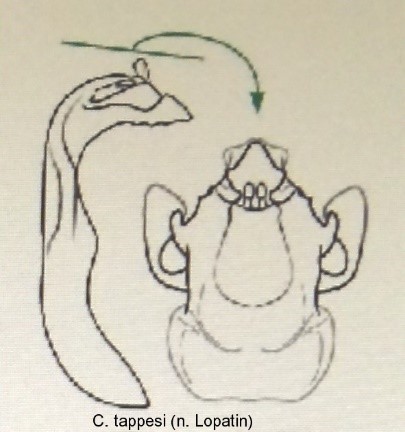 asionus_tappesi_aed.jpg