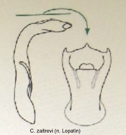 asionus_zaitzvevi_aed.jpg