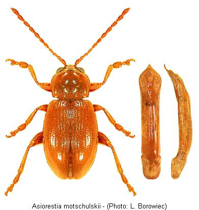 asiorestia_motschulskii.jpg