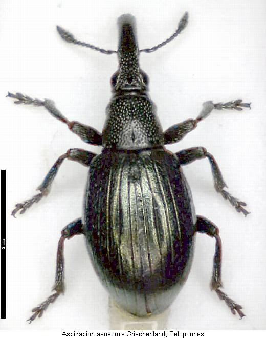 aspidapion_aeneum_hab.jpg
