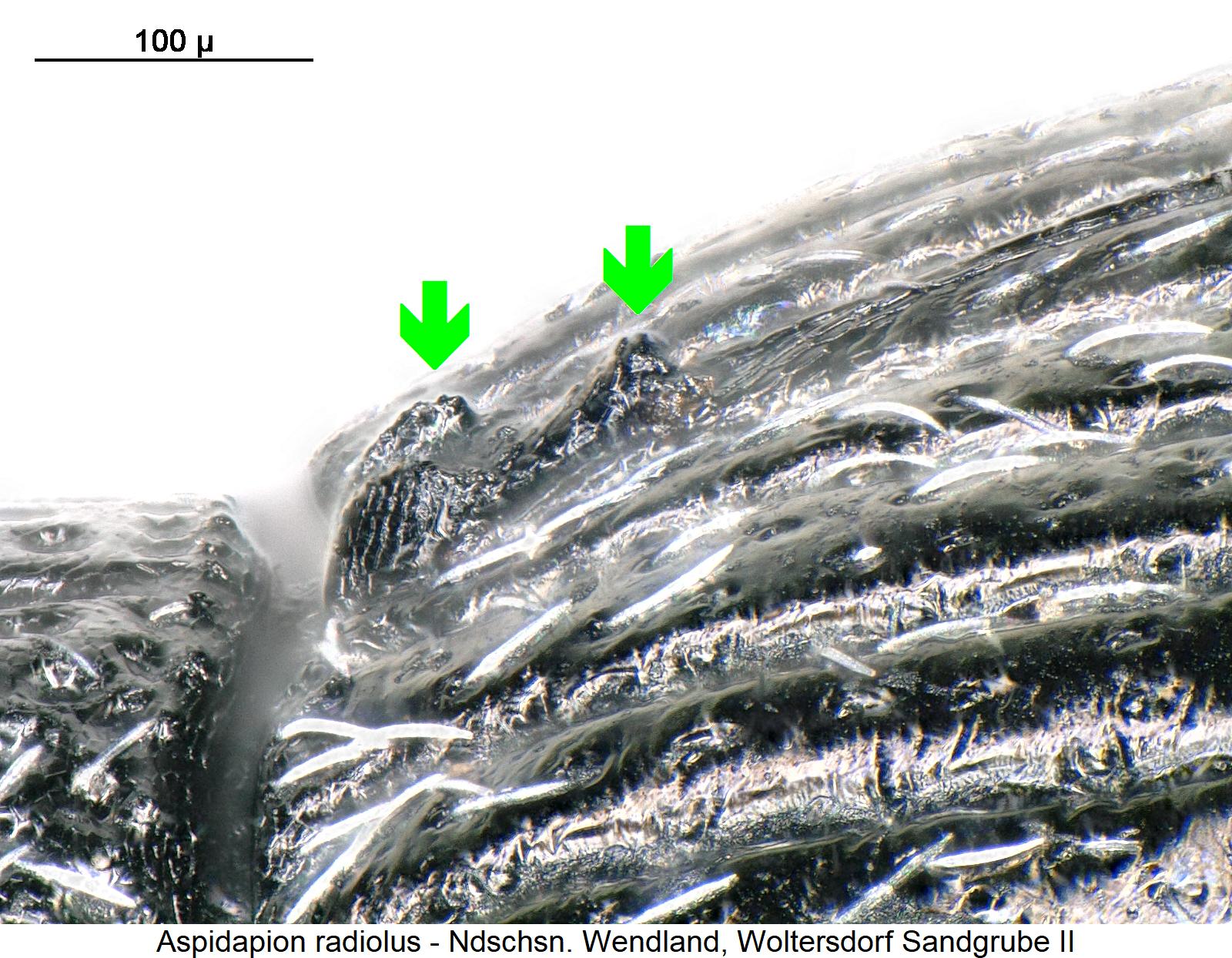 aspidapion_radiolus_scut.jpg