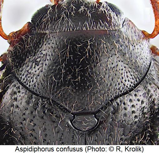 aspidiphorus_confusus_hsch.jpg
