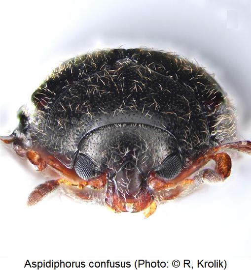 aspidiphorus_confusus_k.jpg