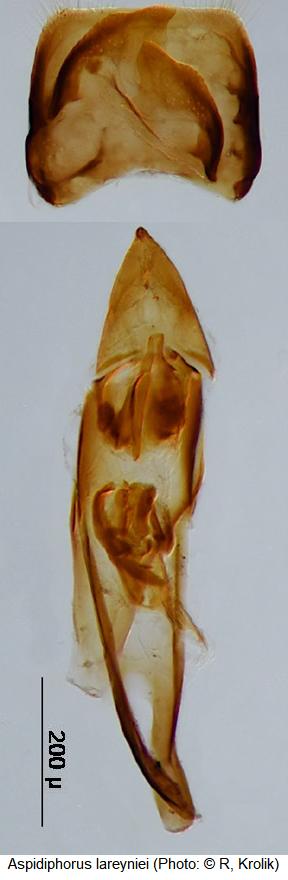 aspidiphorus_lareyniei.jpg