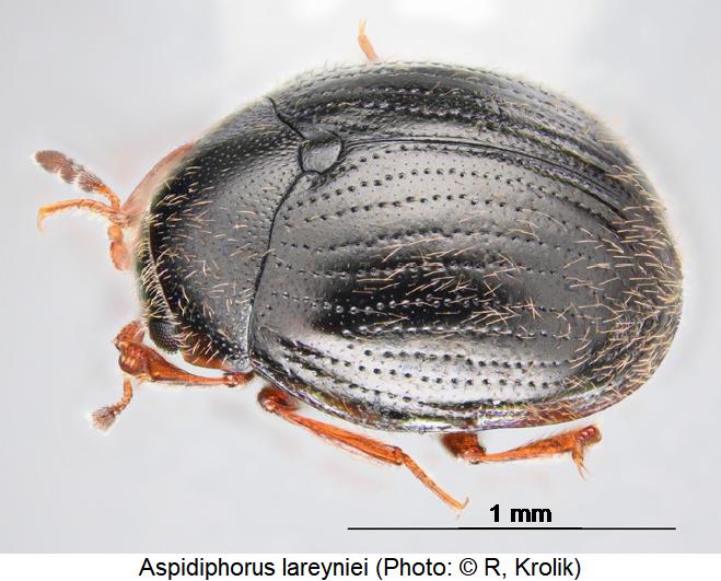 aspidiphorus_lareyniei_sa.jpg