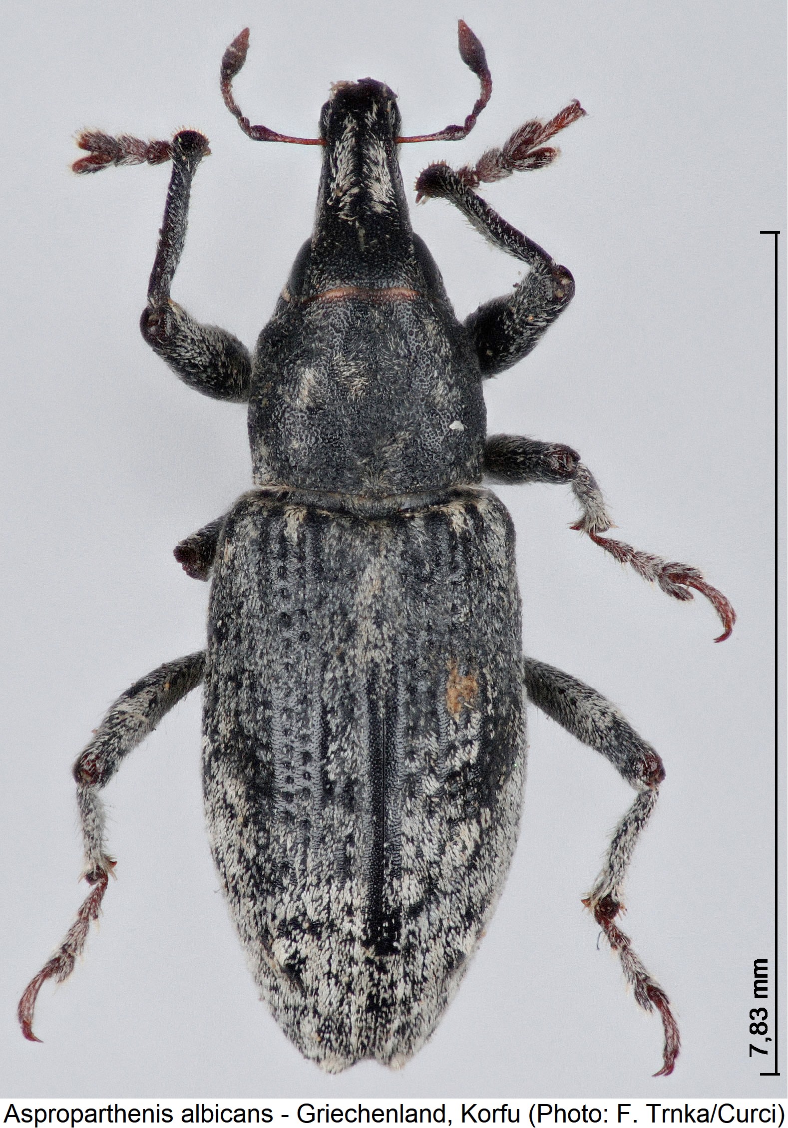asproparthenis_albicans_hab.jpg