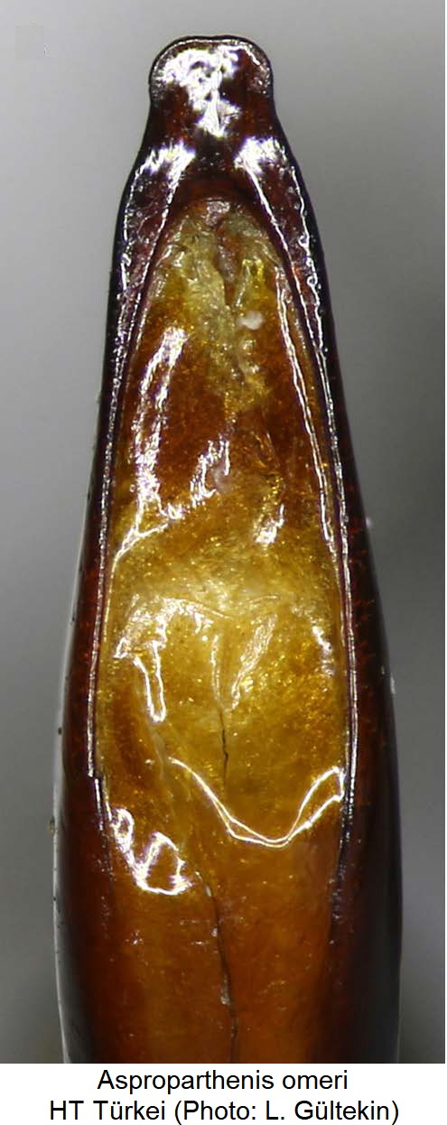 asproparthenis_omeri.jpg