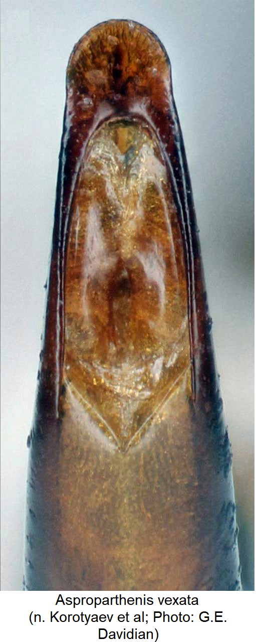 asproparthenis_vexata.jpg
