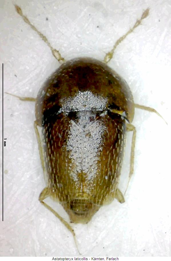 astatopteryx_laticollis_hab.jpg
