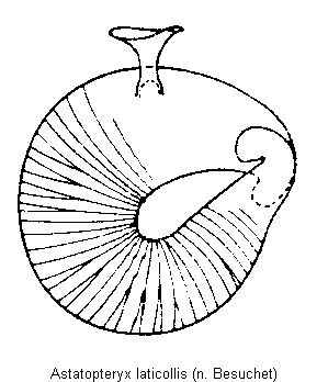 astatopteryx_laticollis_sperm.gif