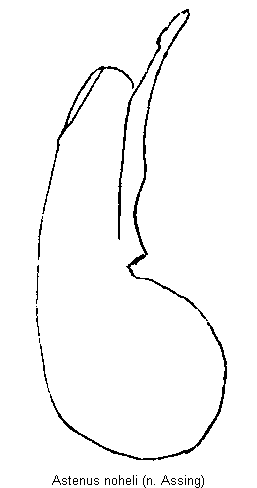 astenus_noheli.gif