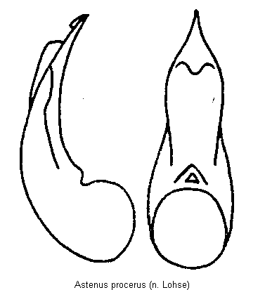 astenus_procerus.gif