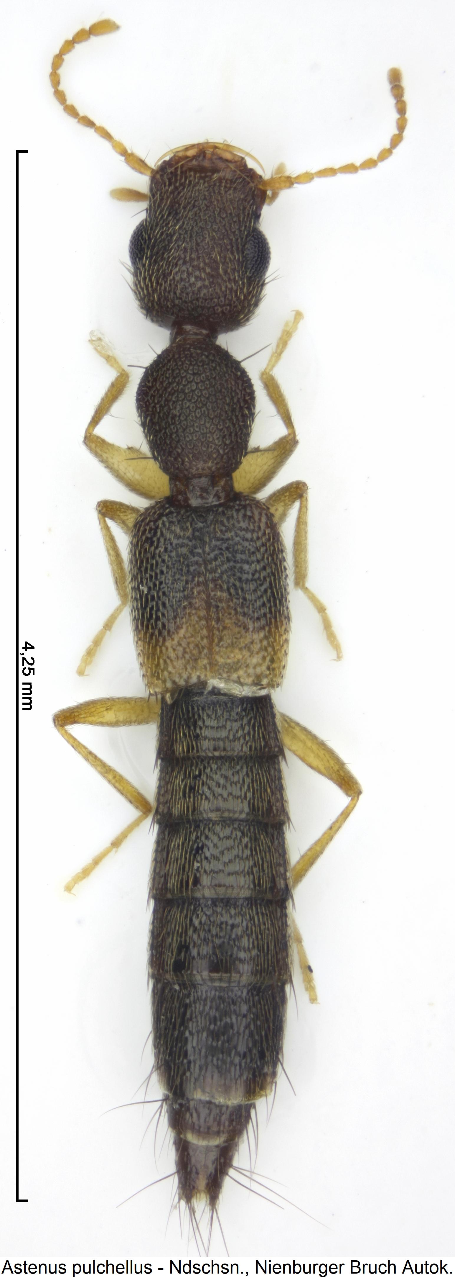 astenus_pulchellus_hab.jpg
