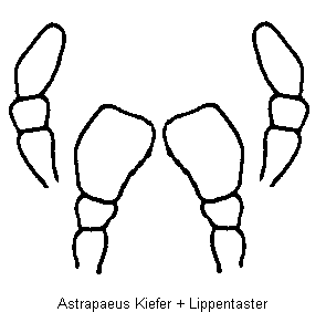 astrapaeus_ts.gif