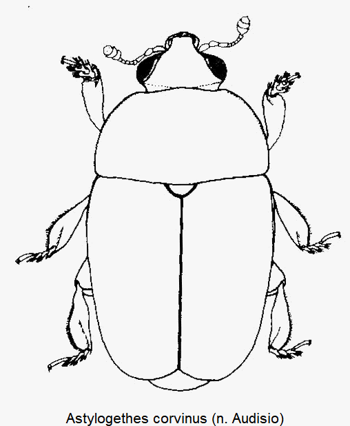 astylogethes_corvinus_hab.gif